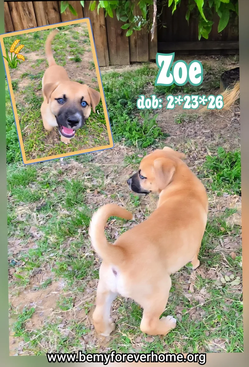 A baby medium-sized female Australian Shepherd dog named Zoe for adoption in Plano, TX