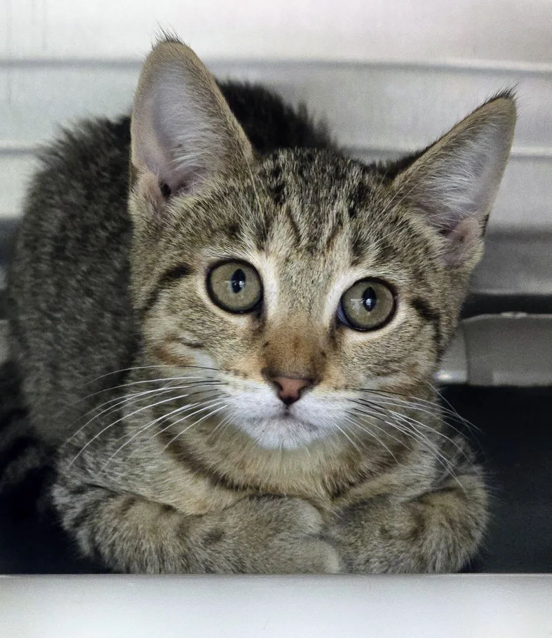 A baby medium-sized female Tabby (Brown / Chocolate) Domestic Short Hair cat named Eevee for adoption in Amityville, NY