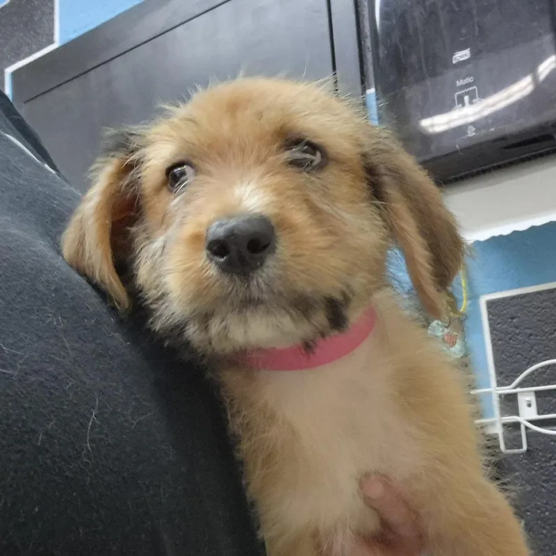 A baby small-sized female Brown / Chocolate Terrier dog named Felicity for adoption in Ardmore, OK