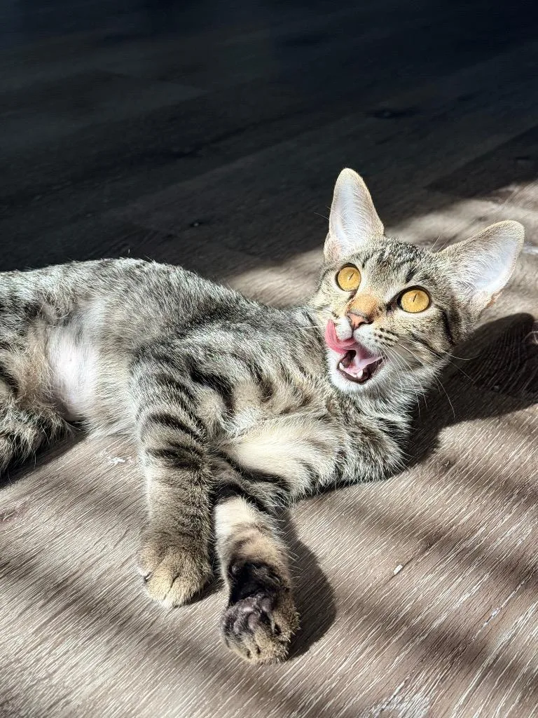 A baby medium-sized female Domestic Short Hair cat named Alice B Toklas for adoption in Hot Springs, AR