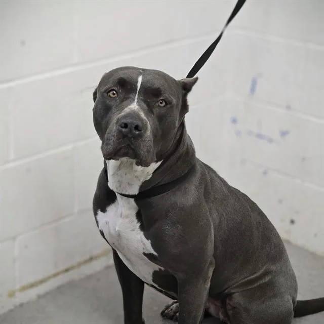 An adult large-sized female Pit Bull Terrier dog named Sissy for adoption in San Bernardino, CA