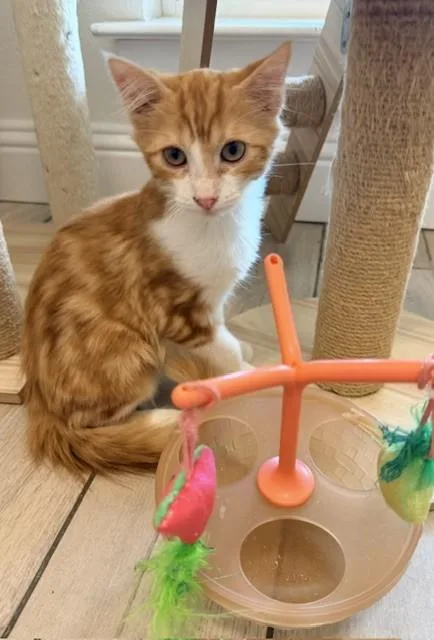 A baby medium-sized male Tabby (Orange / Red) Domestic Medium Hair cat named Sugar Ray for adoption in fort worth, TX