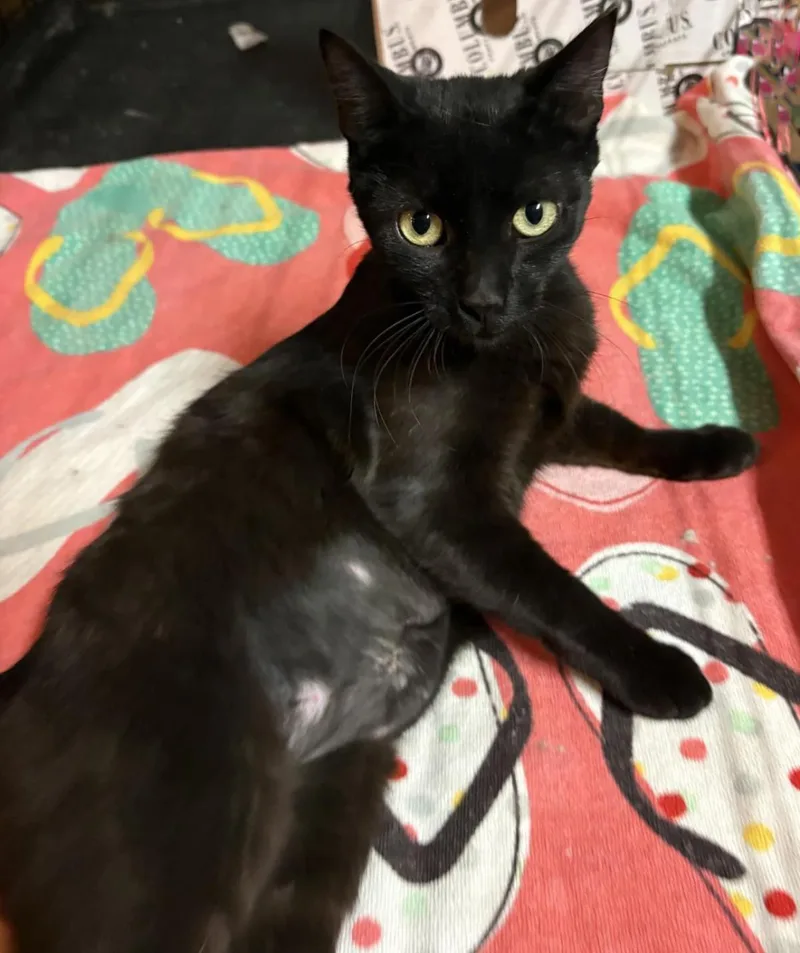 An adult medium-sized female Black Domestic Short Hair cat named Paris Onyx for adoption in Chandler, AZ