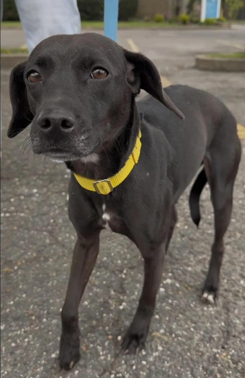An adult small-sized female Black Terrier dog named Sweety for adoption in Wantagh, NY