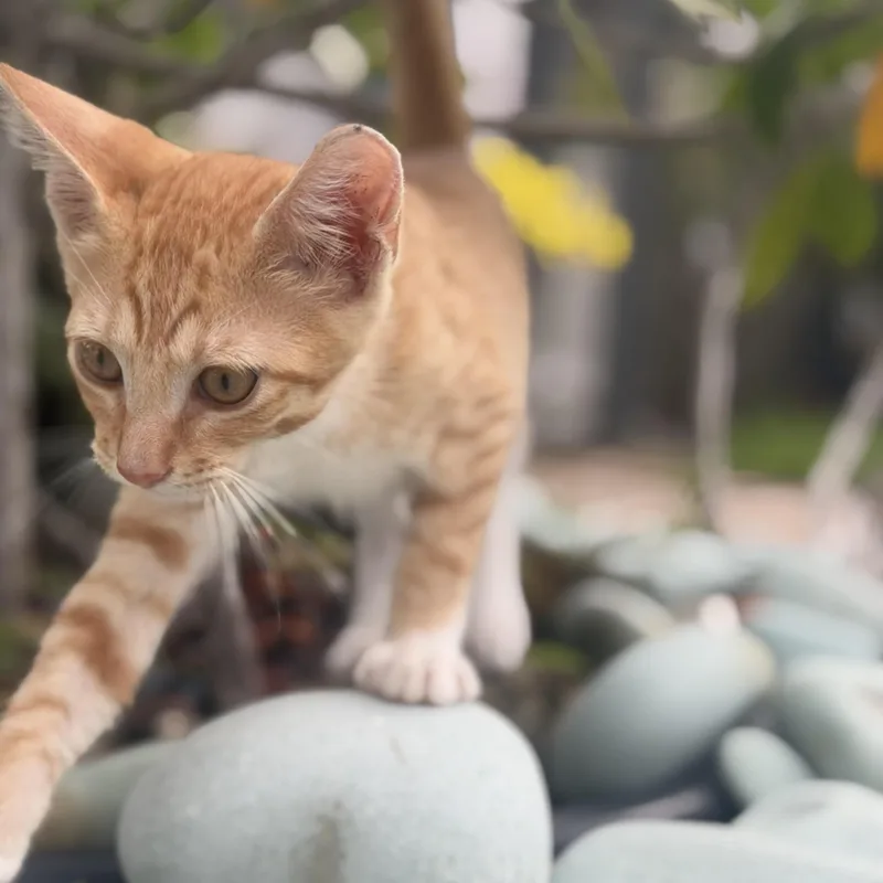 A baby small-sized male Tabby (Orange / Red) Tabby cat named Finn Finn for adoption in Homestead, FL