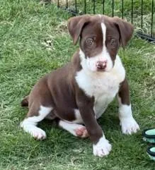 A baby medium-sized male Labrador Retriever dog named Mel Torme for adoption in Madison, NJ