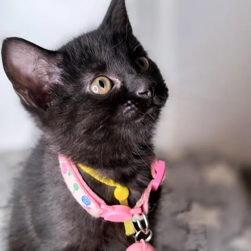 A baby small-sized female Black Domestic Short Hair cat named Sandy for adoption in Green Bay, WI