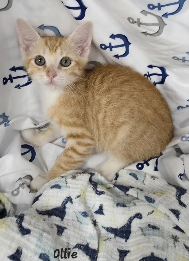 A young medium-sized male Domestic Short Hair cat named Ollie for adoption in Key Largo, FL