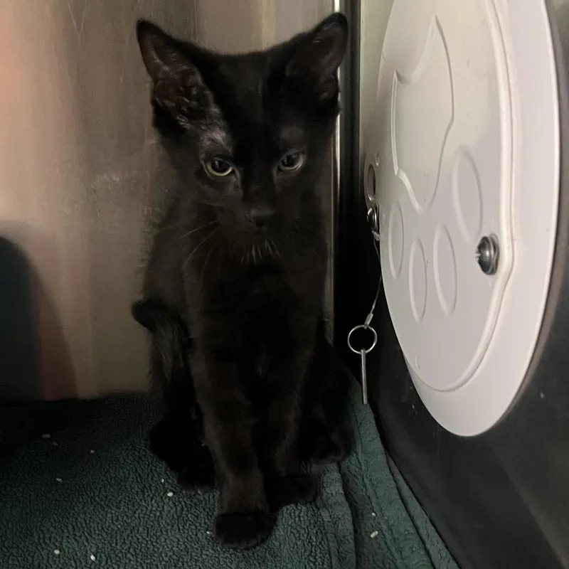 A baby small-sized male Black Domestic Short Hair cat named Ray for adoption in Chicago, IL