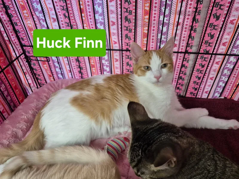 A young large-sized male Orange & White Domestic Short Hair cat named Huck Finn for adoption in Albuquerque, NM