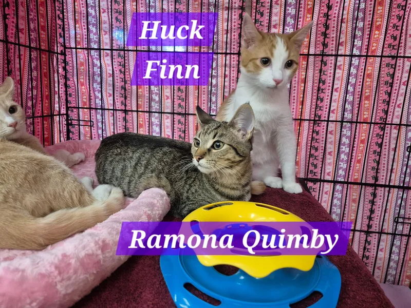 Huck Finn thumbnail 4