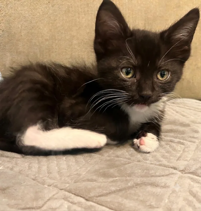 A baby medium-sized male Tuxedo cat named Claude for adoption in Campbell, CA
