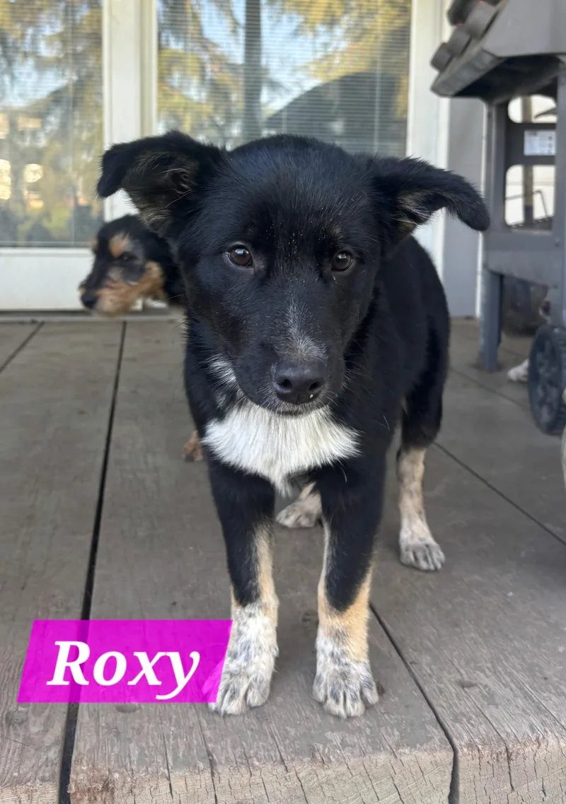 Roxy