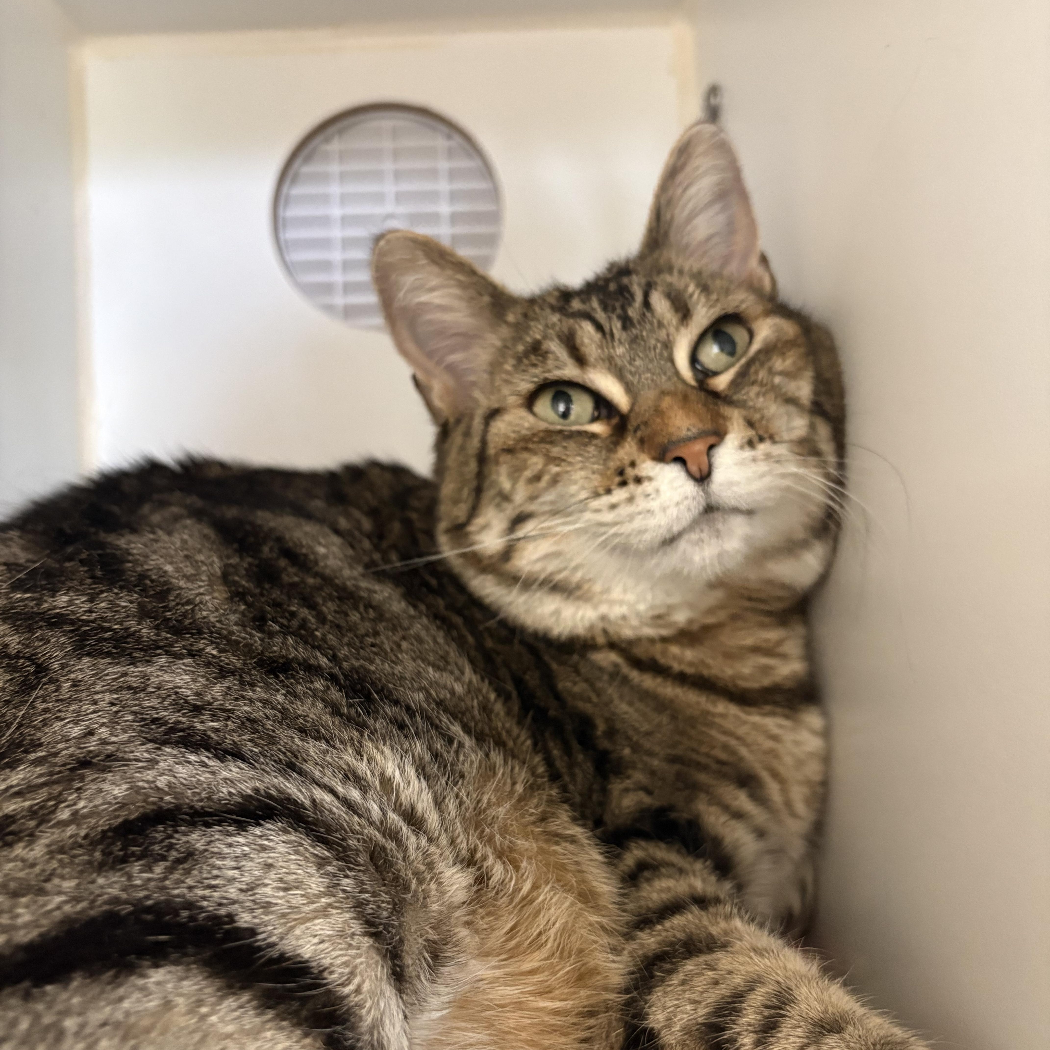 An adult medium-sized female Tabby (Brown / Chocolate) Domestic Short Hair cat named Zara for adoption in Grass Valley, CA
