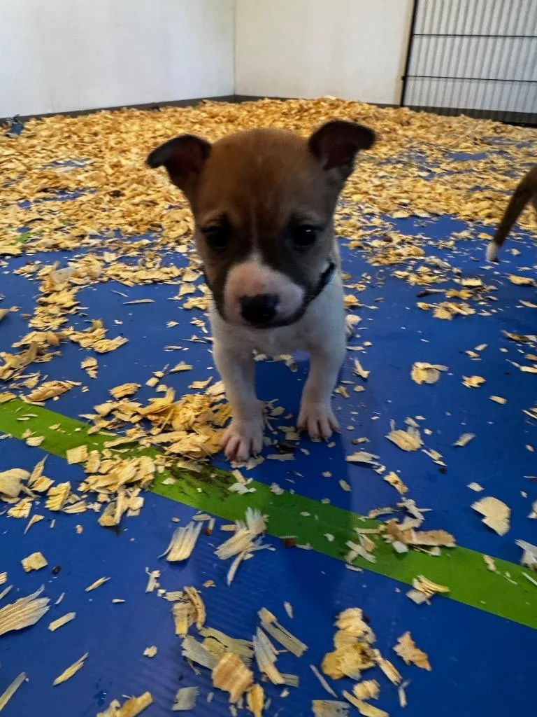 A baby medium-sized female Mixed Breed dog named Clue Teal for adoption in Charlotte, MI