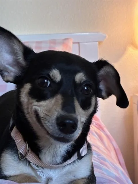 A young small-sized female Dachshund dog named Ivy for adoption in San Jose, CA