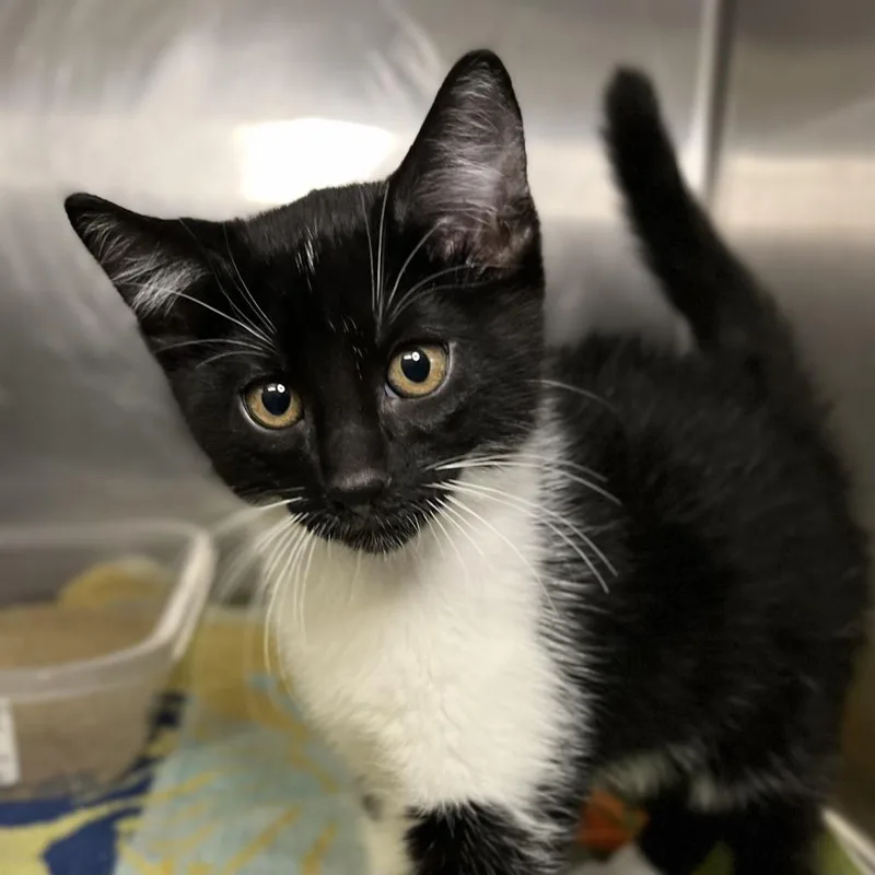 A baby small-sized male Black Domestic Short Hair cat named John Cena for adoption in Palm Springs, CA