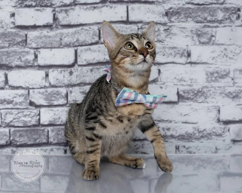 Waffles thumbnail 4