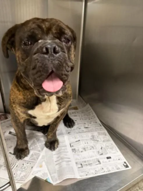 A young large-sized male English Bulldog dog named Mugzy for adoption in Van Nuys, CA
