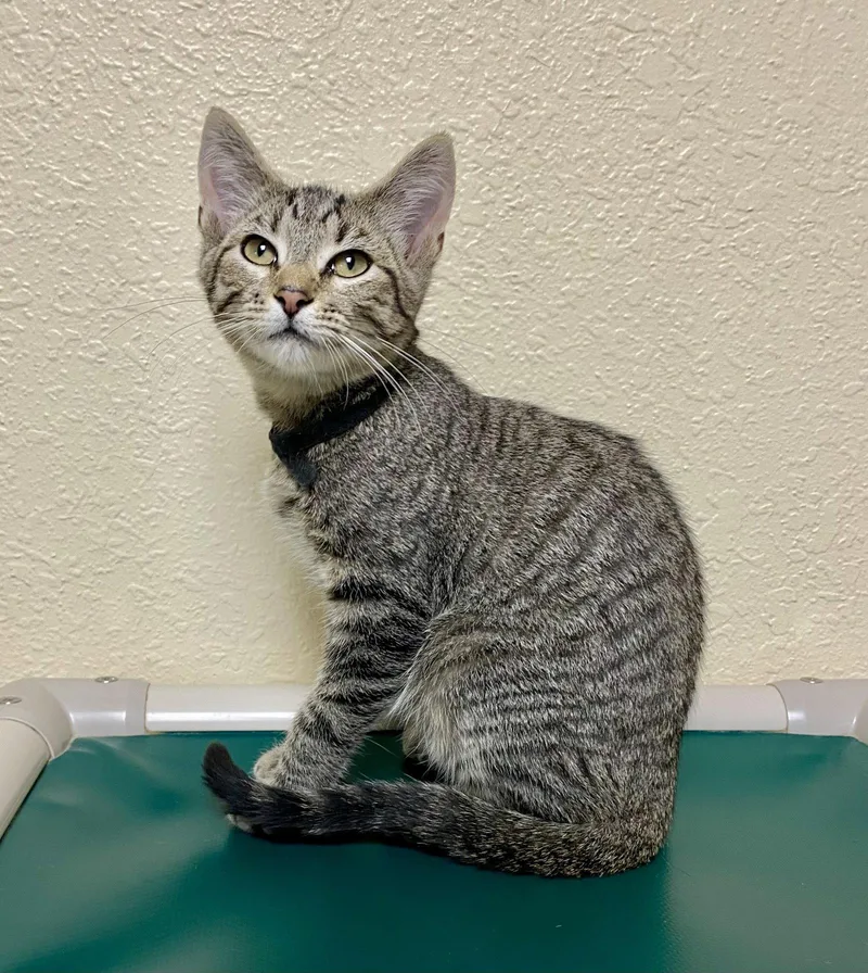 A young medium-sized male Domestic Short Hair cat named Ace for adoption in Fargo, ND