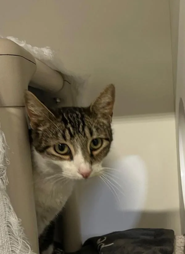 An adult medium-sized male Domestic Short Hair cat named Cookie for adoption in Oceanside, CA