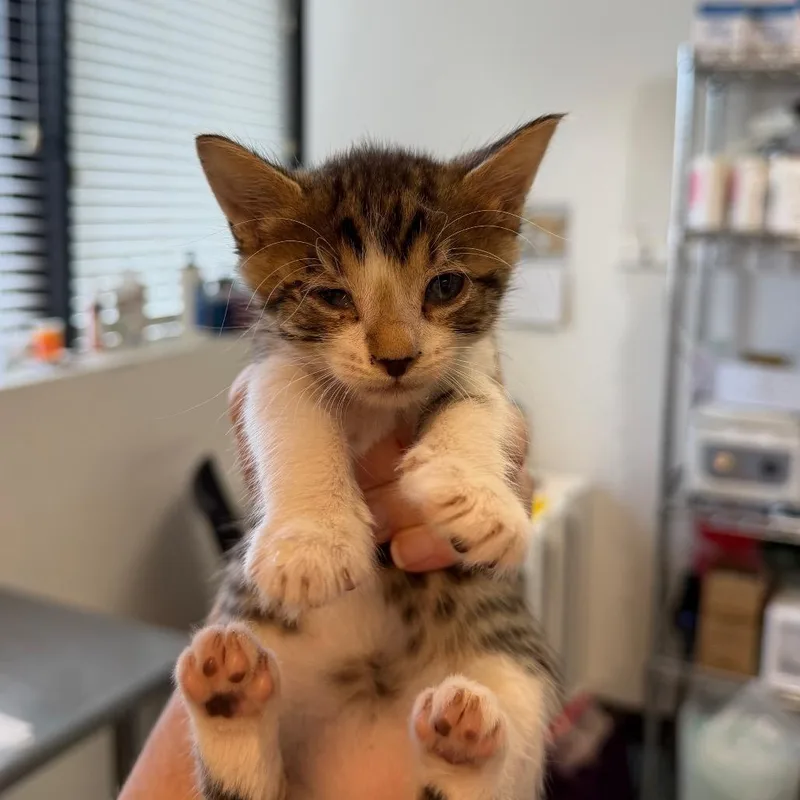 A baby small-sized male Brown / Chocolate Domestic Short Hair cat named Sir Tim Curry for adoption in Austin, TX