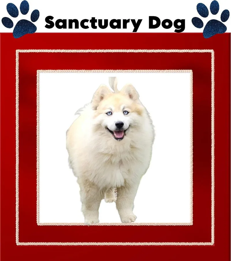 An adult medium-sized male Husky dog named Bear Kendall for adoption in Cuba, NY