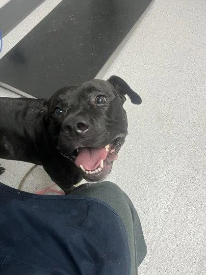 A young large-sized female Pit Bull Terrier dog named Saratoga for adoption in Oakland, CA