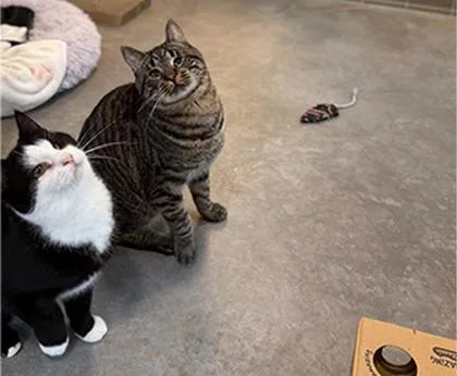 An adult medium-sized male Domestic Short Hair cat named Ricochet for adoption in Sultan, WA