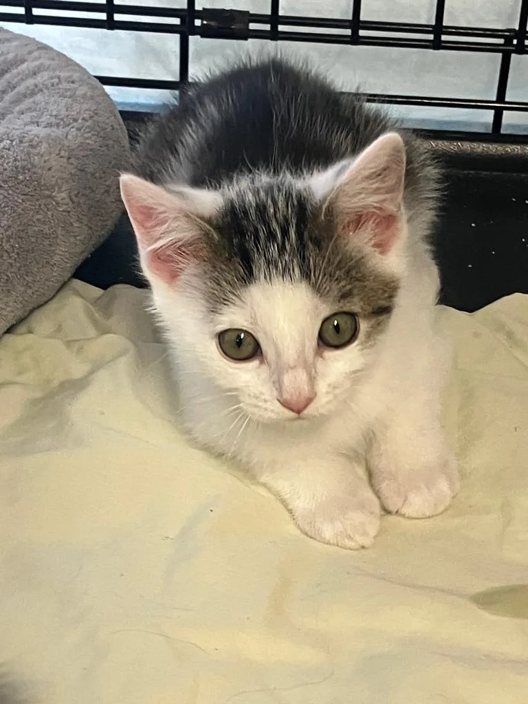A baby small-sized female Domestic Short Hair cat named Lucia for adoption in Lunenburg, MA