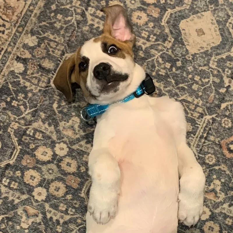 A baby medium-sized male White / Cream Hound dog named Silas Surprise  LOCAL for adoption in Andover, MA