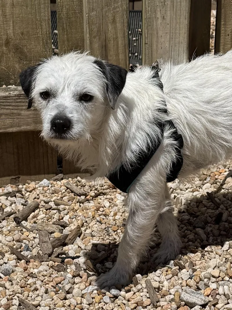 A young small-sized male Bicolor Terrier dog named Pongo for adoption in Ellicott City, MD