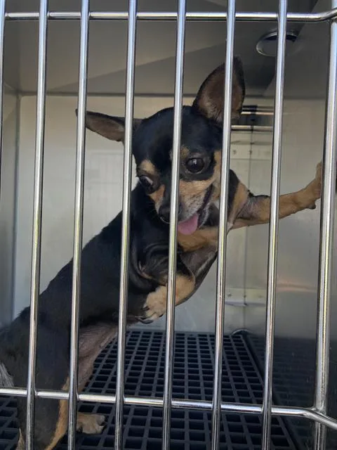 An adult small-sized female Mixed Breed dog named Grace for adoption in Dallas, TX