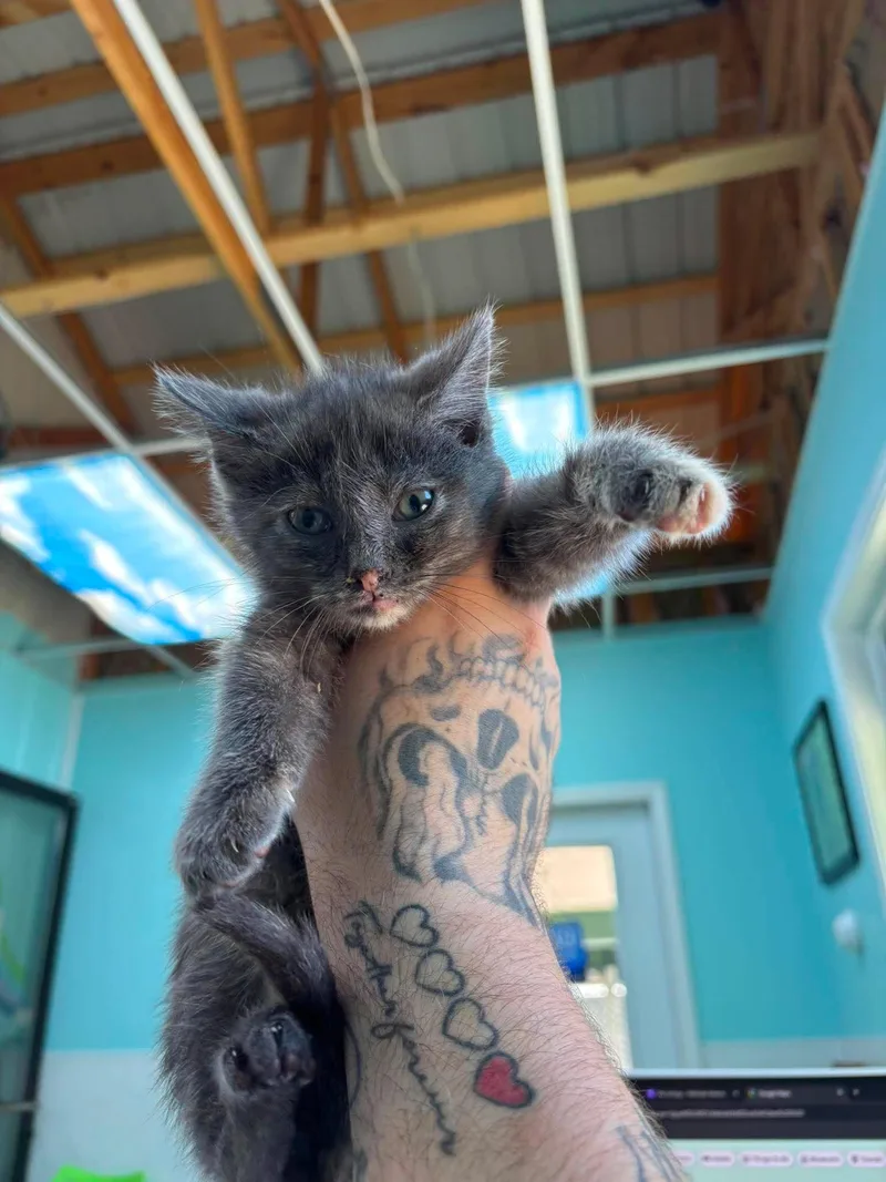 A young medium-sized female Gray / Blue / Silver Domestic Short Hair cat named Acorn for adoption in Leitchfield, KY