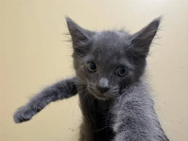 A baby small-sized male Domestic Short Hair cat named Devo for adoption in Tustin, CA