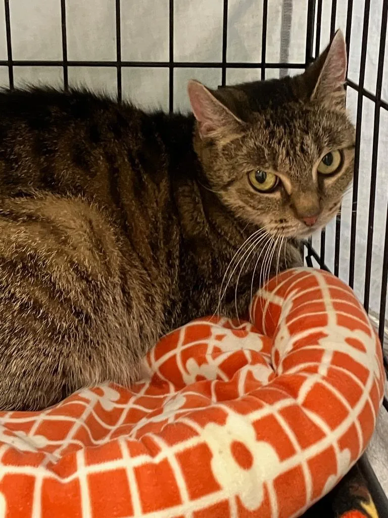An adult medium-sized female Domestic Short Hair cat named June Bug for adoption in Lunenburg, MA