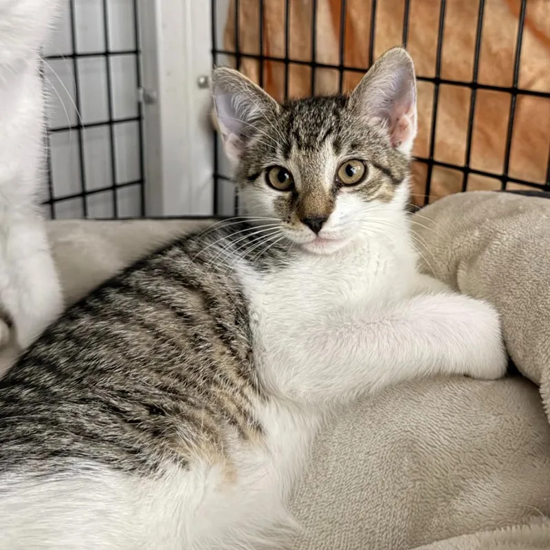 A baby medium-sized female Domestic Short Hair cat named Mango for adoption in Ewing, NJ