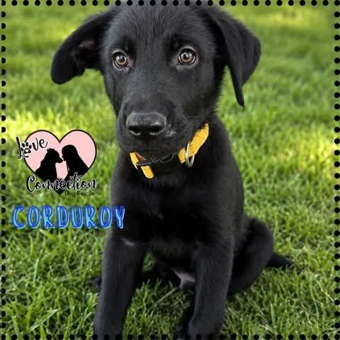 Corduroy