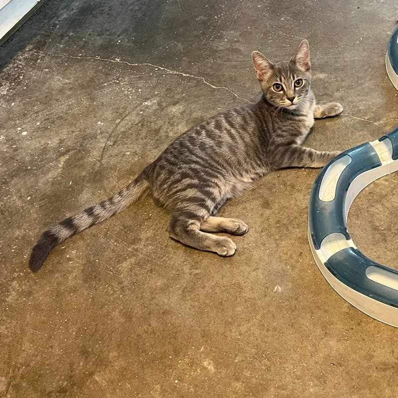 A baby medium-sized male Domestic Short Hair cat named Grayson for adoption in Tulsa, OK