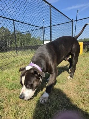 An adult large-sized male Pit Bull Terrier dog named Pine for adoption in Conway, SC
