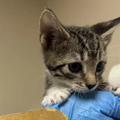 A baby small-sized male Brown / Chocolate Domestic Short Hair cat named Edward for adoption in Tempe, AZ