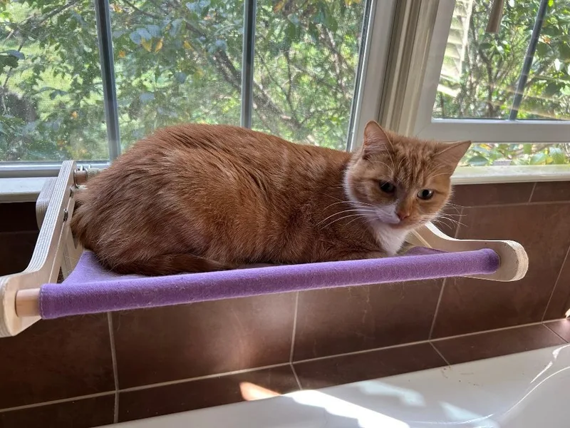 Marie Catoinettef thumbnail 2