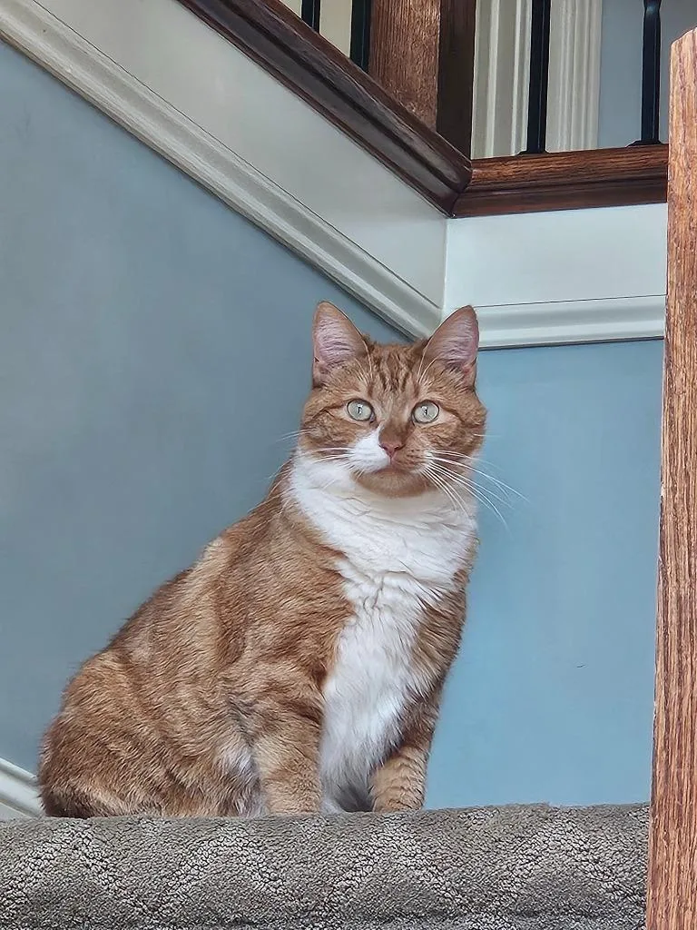 Marie Catoinettef thumbnail 3