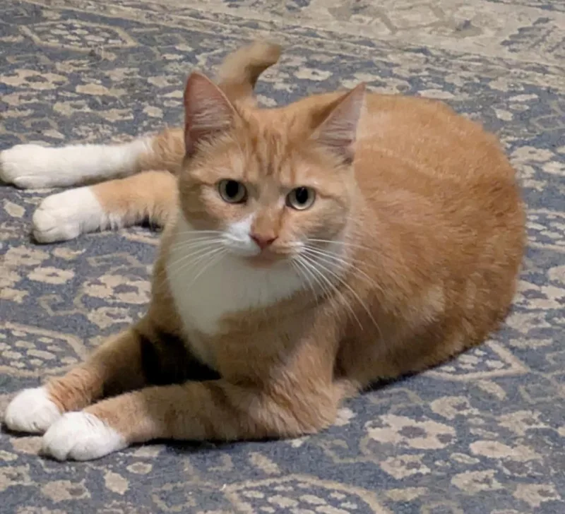 Marie Catoinettef thumbnail 4