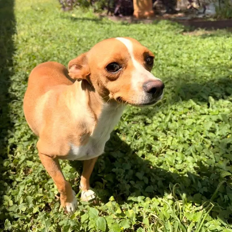 An adult small-sized female Brown / Chocolate Chihuahua dog named Duchess for adoption in Laredo, TX