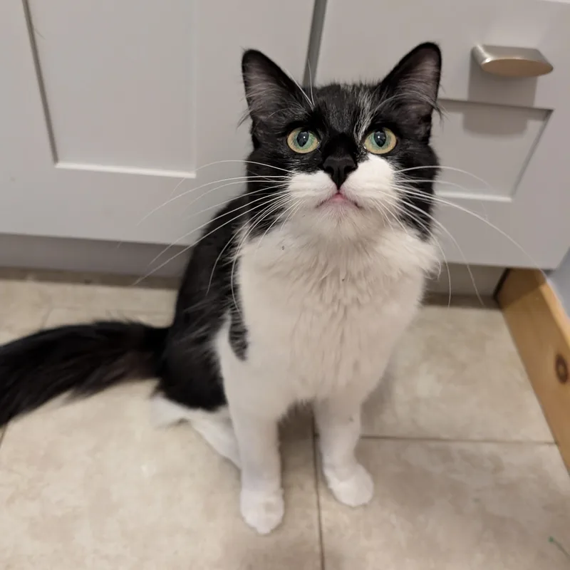 A young medium-sized female Black & White / Tuxedo Domestic Medium Hair cat named Donut Courtesy Listing for adoption in Midland, MI