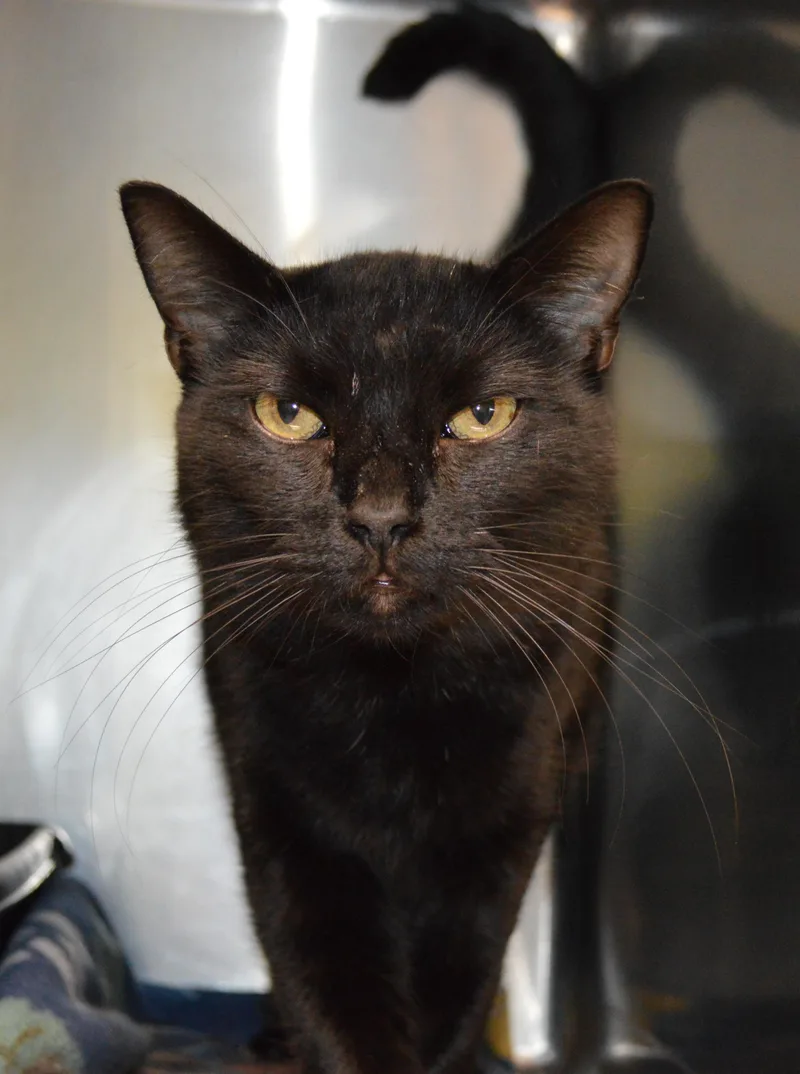 A young large-sized male Black Domestic Short Hair cat named Princeton for adoption in House Springs, MO