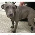 A baby medium-sized female Gray / Blue / Silver Terrier dog named Eclipse for adoption in Tampa, FL