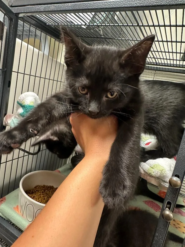 A baby small-sized male Domestic Short Hair cat named Raiden for adoption in Blountville, TN
