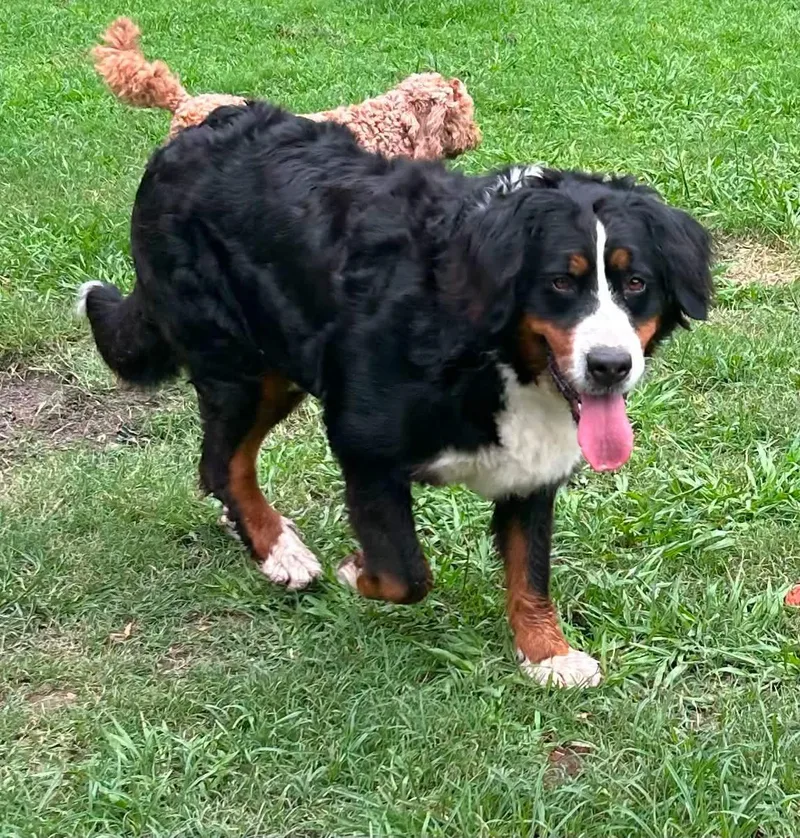 An adult large-sized female Bernese Mountain Dog dog named Big Debbie for adoption in Anniston, AL